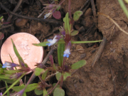 Blue-eyed Mary (Collinsia parviflora)
